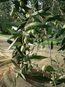 Grappolo di olive